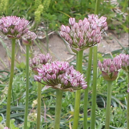Allium nigrum Pink Jewel