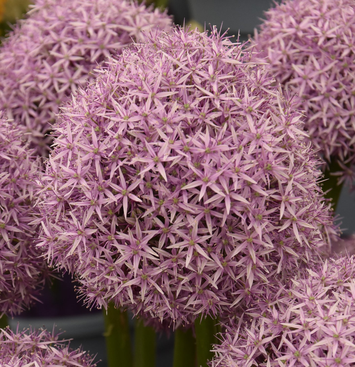 Allium Party Balloons
