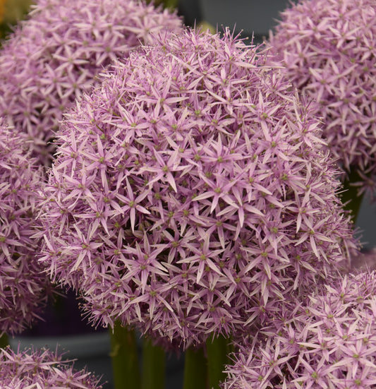 Allium Party Balloons