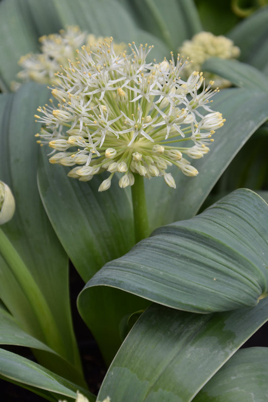 Allium karataviense 'Ivory Queen'