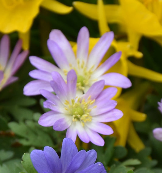 Anemone blanda var rosea