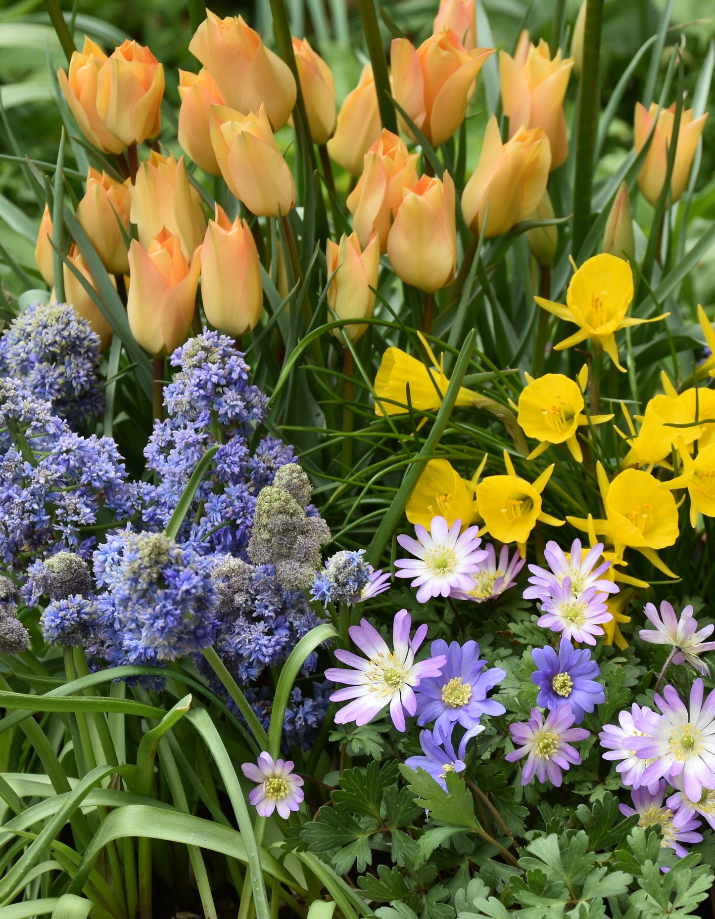 Tulip Spring Harmony Collection