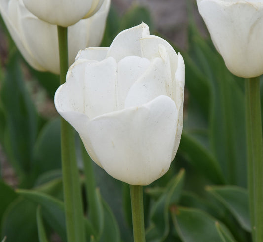 Tulip Antarctica