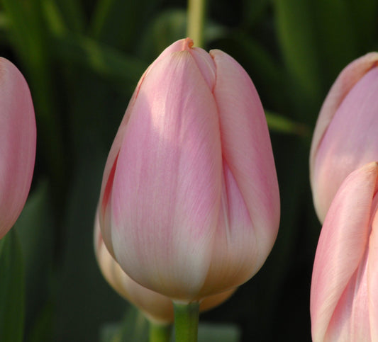 Tulip Apricot Delight