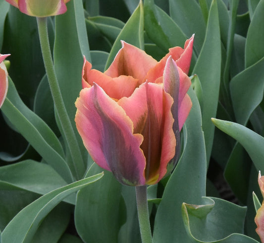 Tulip Artist AGM