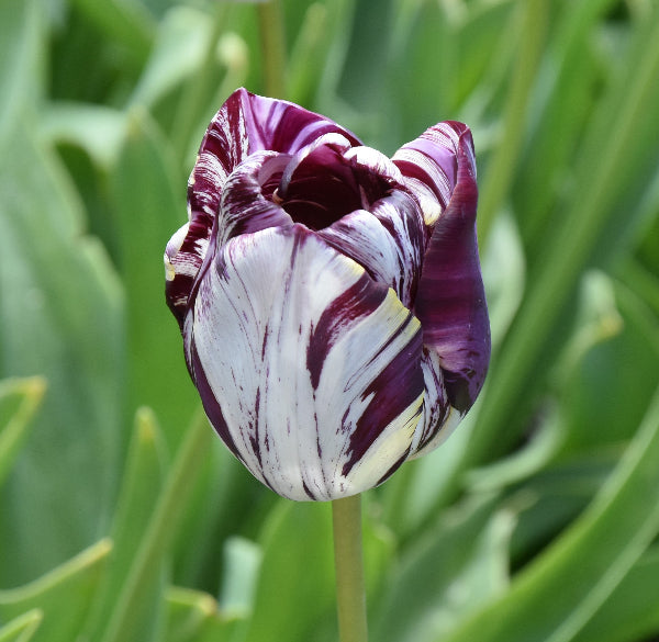 Tulip Aubade 1953