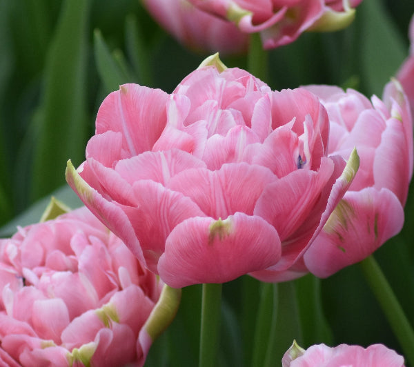 Tulip Aveyron