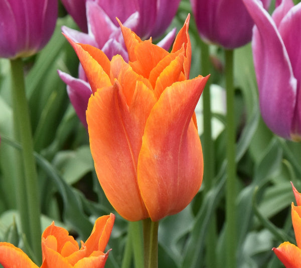 Tulip Ballerina AGM