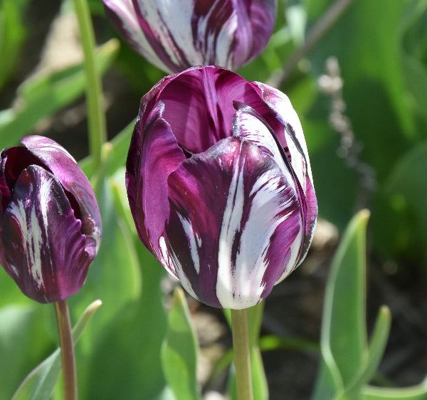 Tulip Belle du Monde