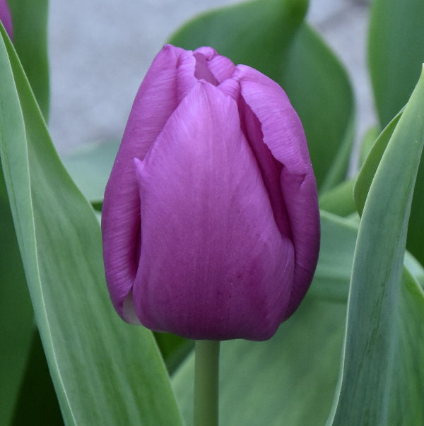 Tulip Blue Beauty