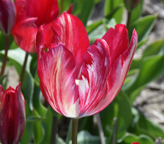 Tulip Bridesmaid