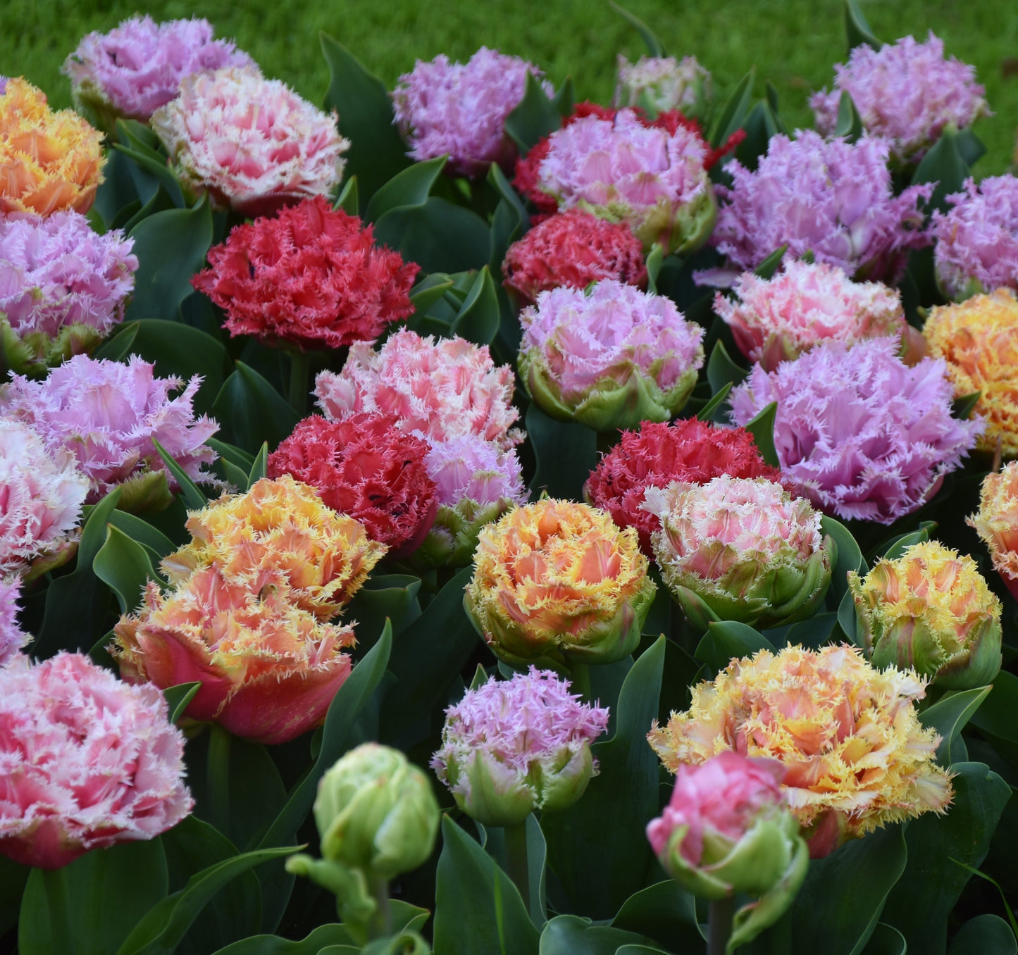 Tulip Double flowered fringed tulip collection