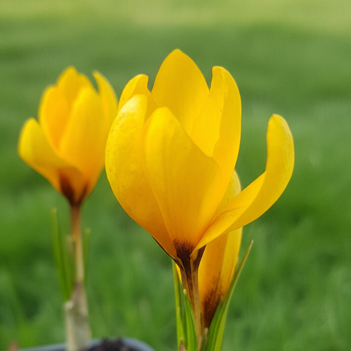 Crocus korolkowii