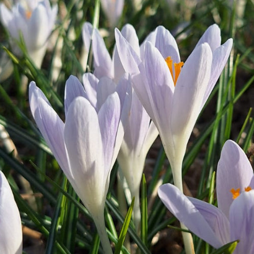 Crocus Candle Light