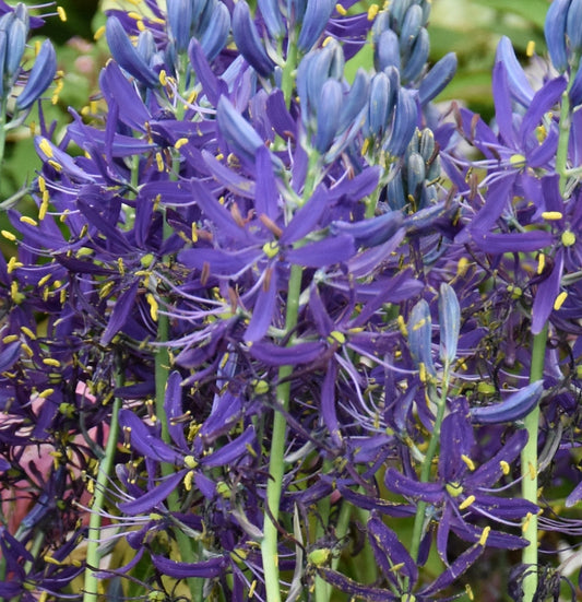 Camassia quamash Orion