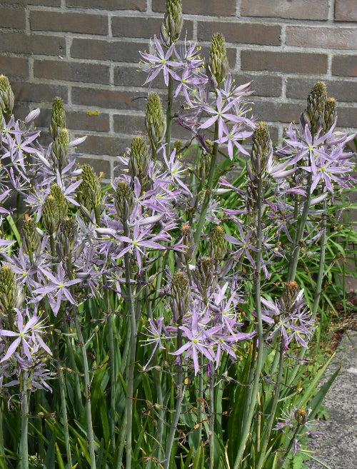 Camassia leichtlinii Aurora