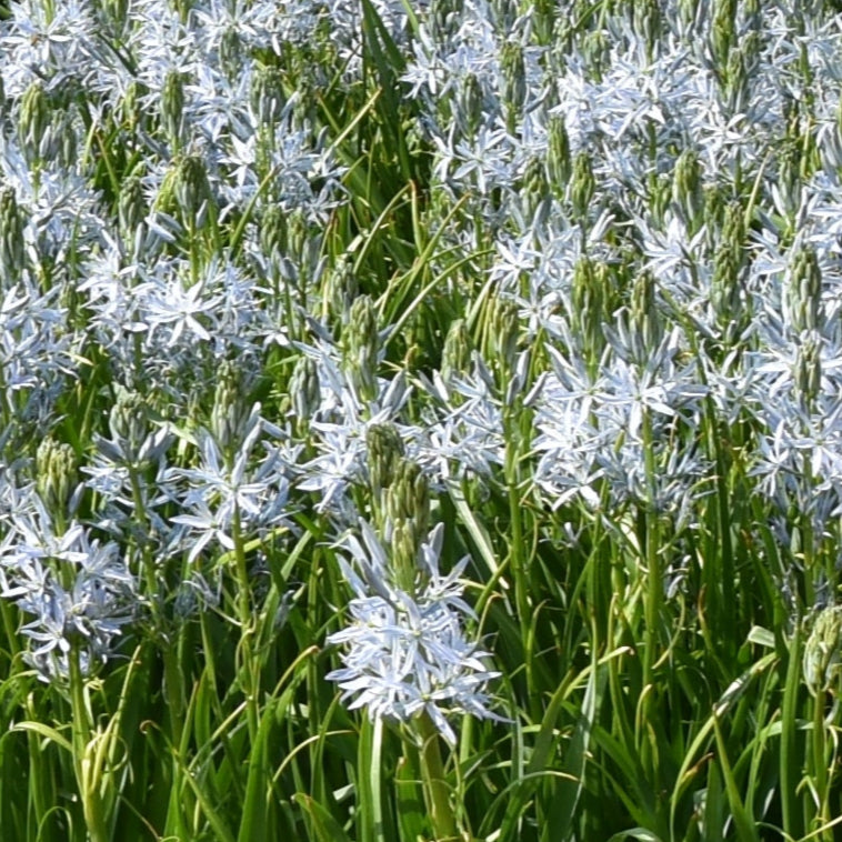 Camassia cusickii Zwanenburg