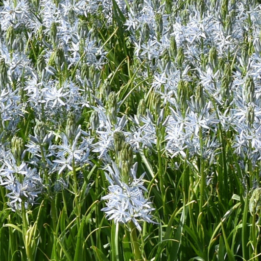 Camassia cusickii Zwanenburg
