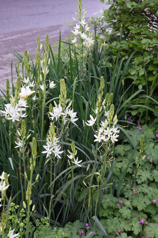 Camassia leichtlinii Alba