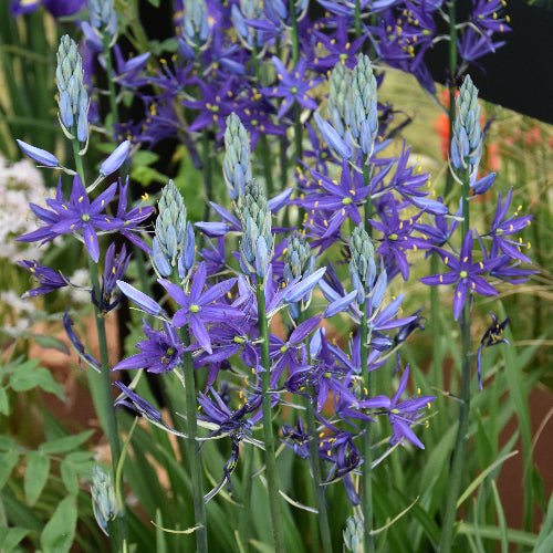 Camassia leichtlinii Maybelle