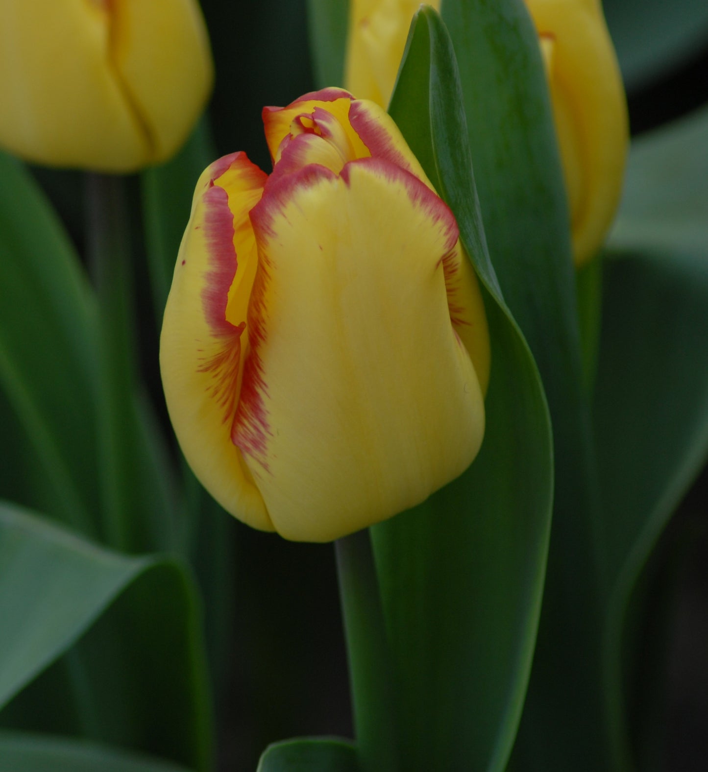 Tulip Cape Town AGM