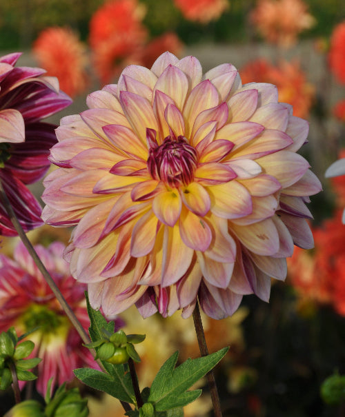 Dahlia Caribbean Fantasy