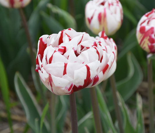 Tulip Carnival de Nice AGM