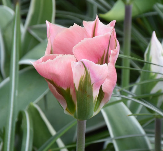Tulip China Town AGM