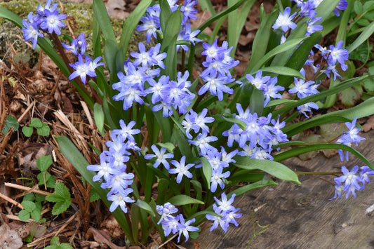 Chionodoxa forbesii Blue Giant