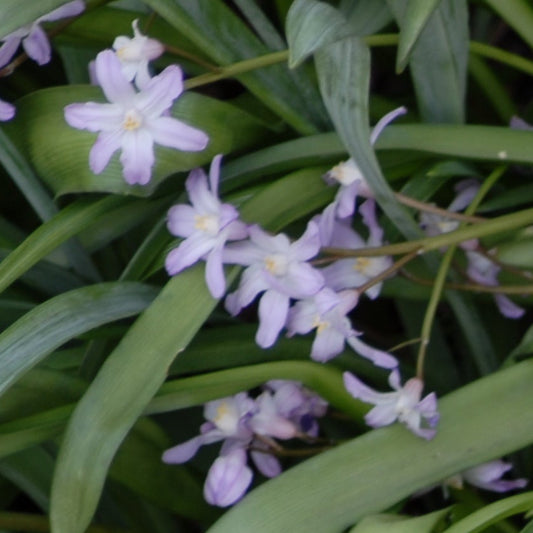 Chionodoxa forbesii rosea