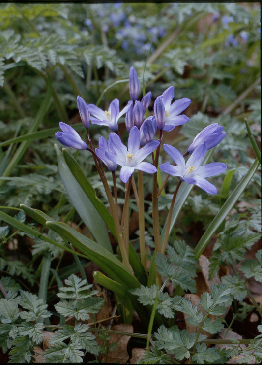 Chionodoxa forbesii AGM