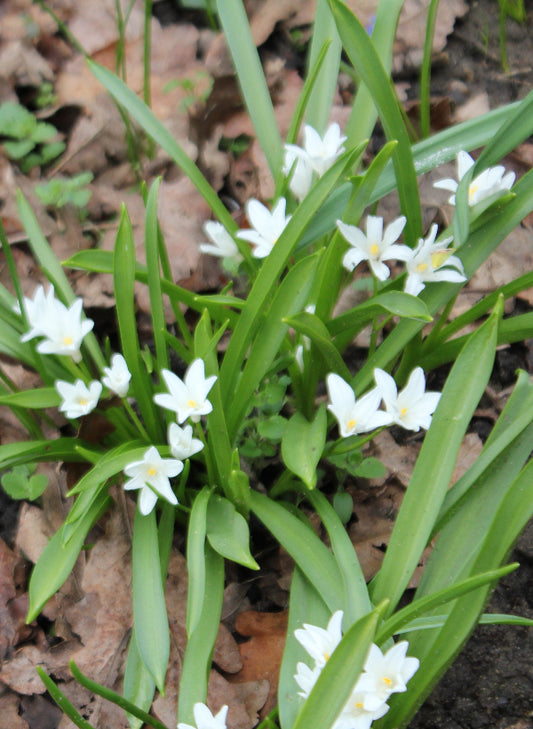 Chionodoxa luciliae Alba