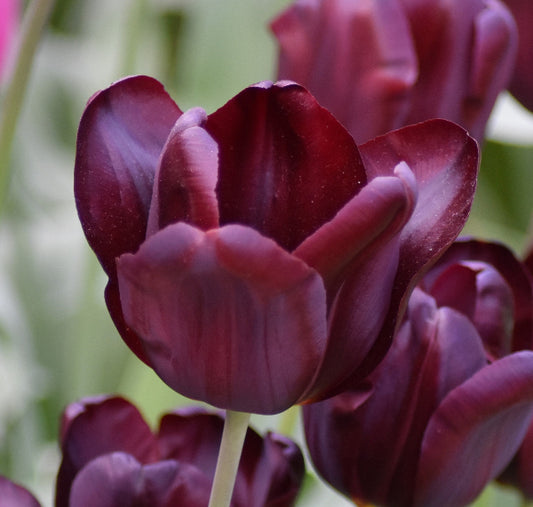 Tulip Continental