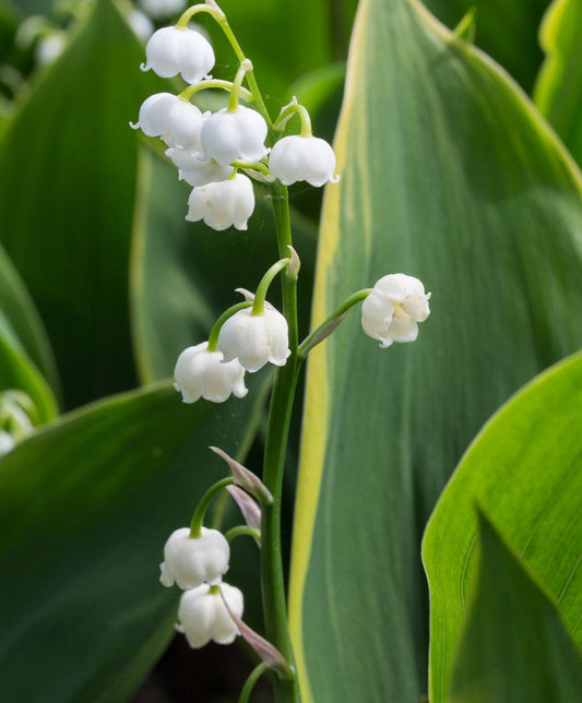 Convallaria majalis Hardwick Hall