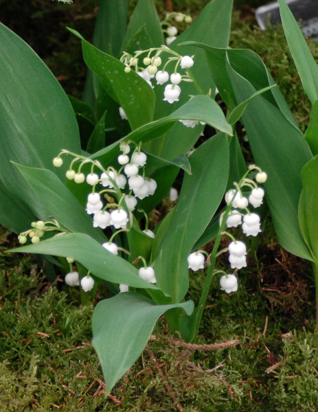 Convallaria majalis AGM
