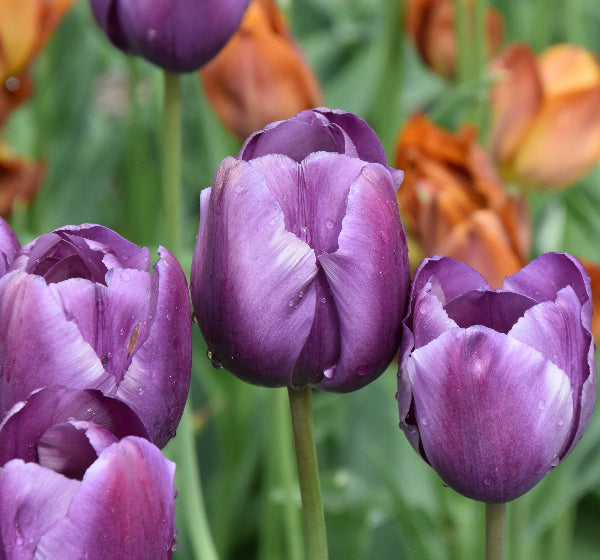 Tulip Corinna