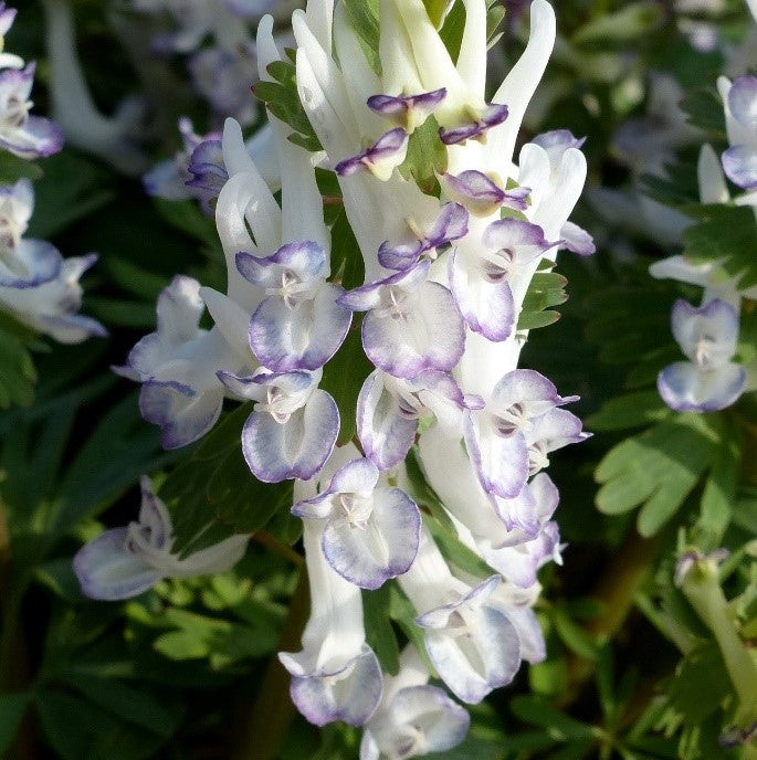 Corydalis solida Merlin