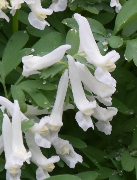 Corydalis solida Snowy Owl