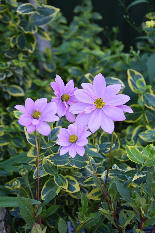Cosmos Flamingo