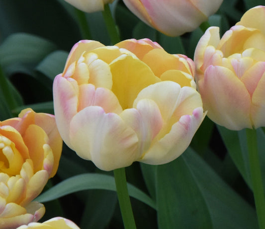 Tulip Creme Upstar