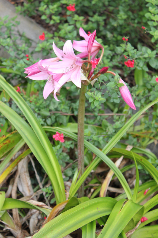 Crinum powellii AGM