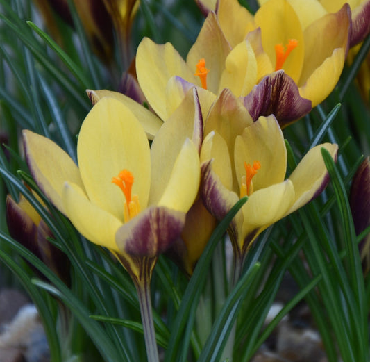 Crocus Advance