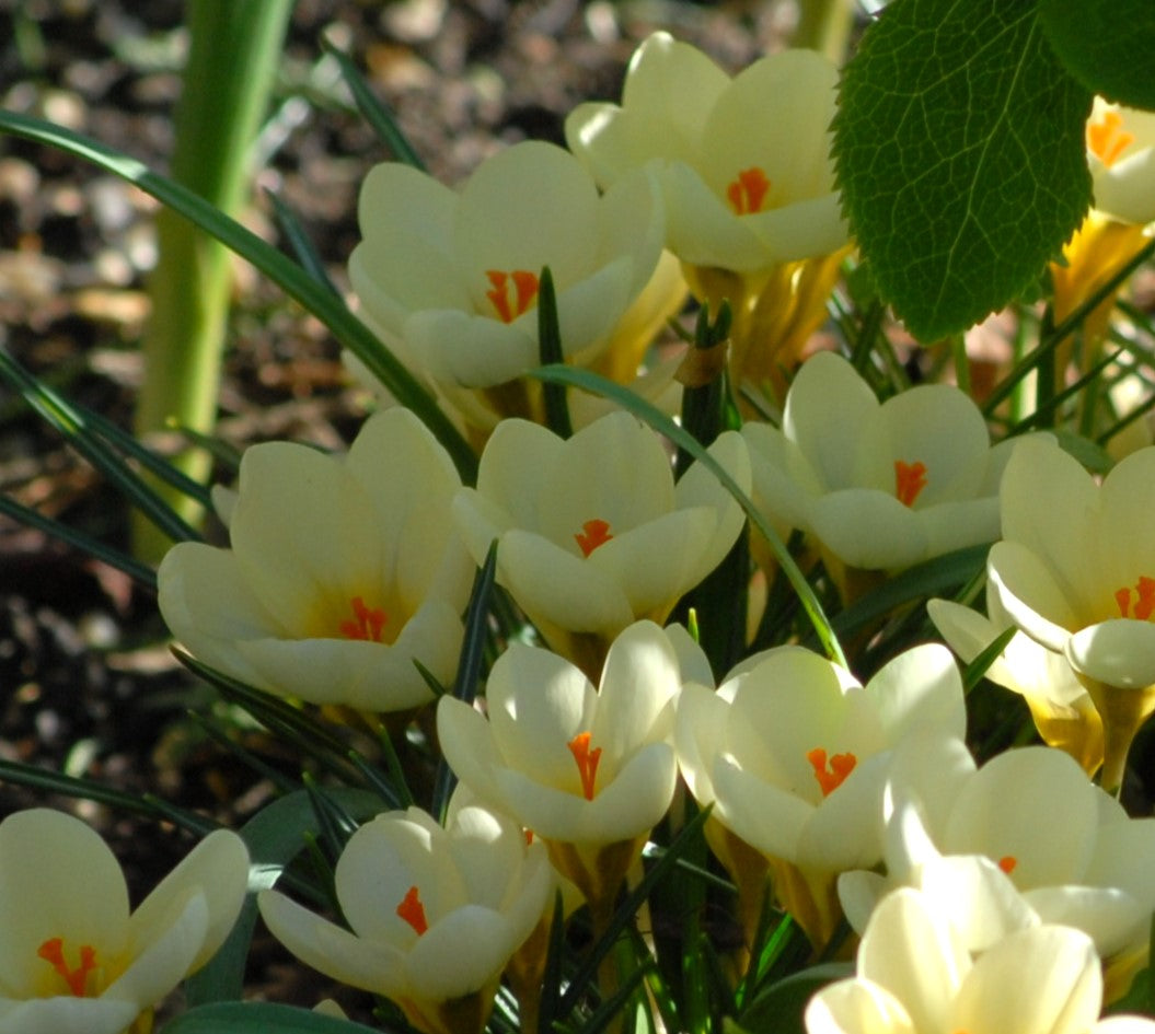 Crocus Cream Beauty AGM
