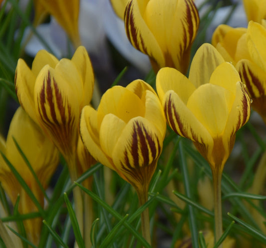 Crocus Gipsy Girl