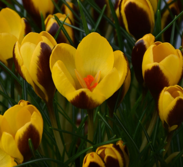 Crocus Herald