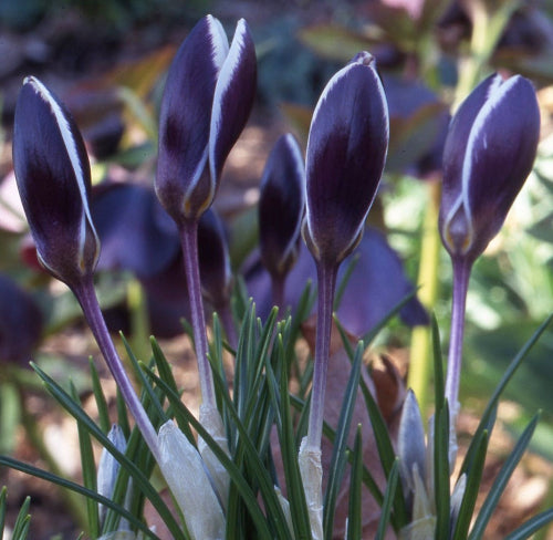 Crocus Ladykiller AGM