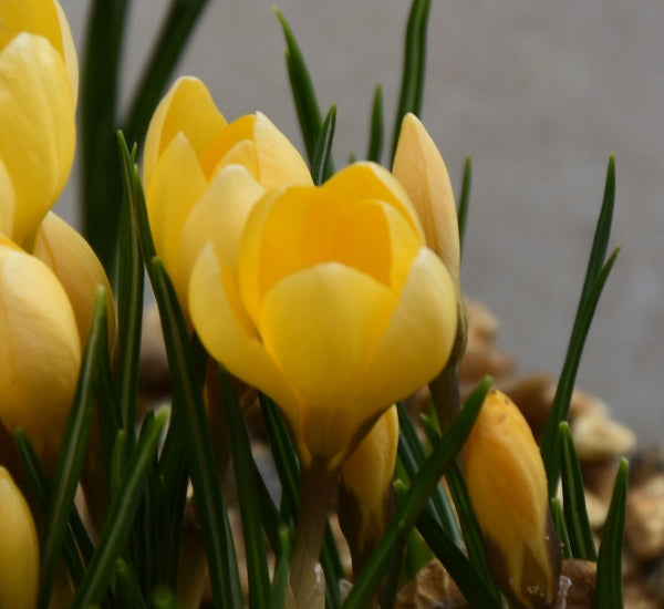 Crocus Romance