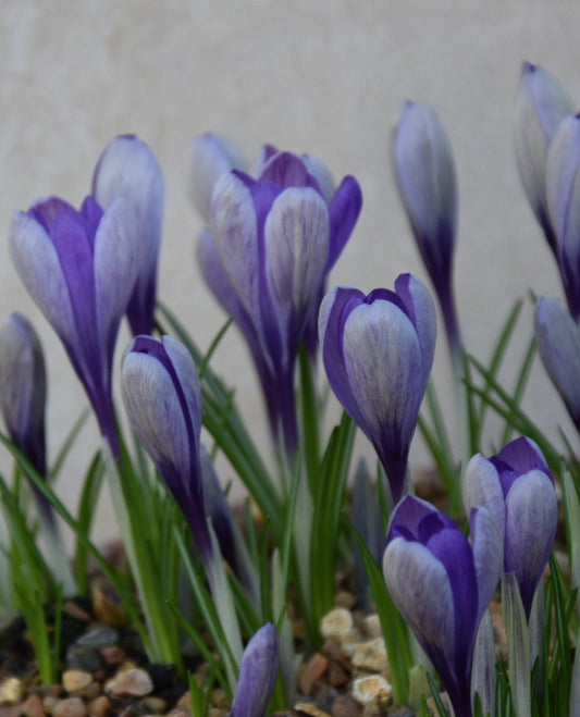 Crocus Yalta
