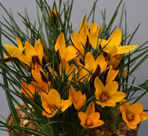 Crocus angustifolius AGM