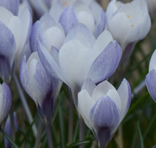 Crocus biflorus weldenii Fairy